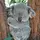 Lil drippy koala