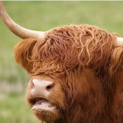 ThatcowgurlLiv