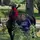 Autisticequine 