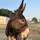ellie_and_her_donks