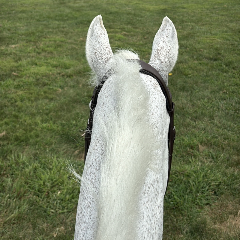 HorseGirl