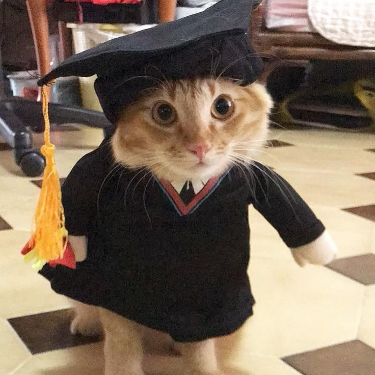 School Cat😡✌️