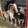 Cedarhillhomestead