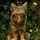 🐾 Saturn the coyote🐾