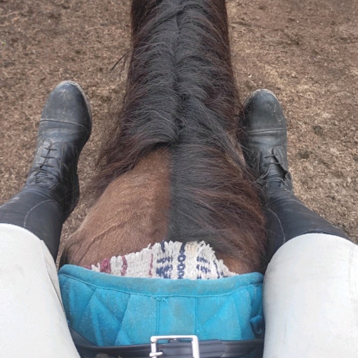 Autisticequine 
