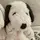 ★ snoopy ★ (flop)