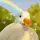 THE_DUCK_POND
