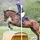 Simms Eventing💙🩷