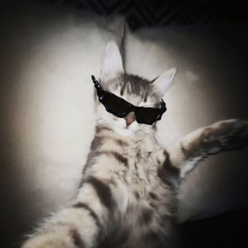 Infamouscat