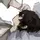 alien/dazai