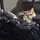 aboo