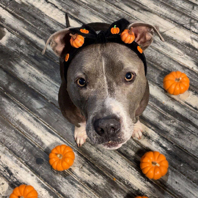 Dunnothepitty  
