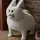 ˡᵃʳᵖfolk🥹ifollowback