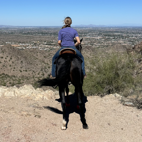 kyn_horses