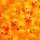 Ducky Lord ✝🦆🛸🐥