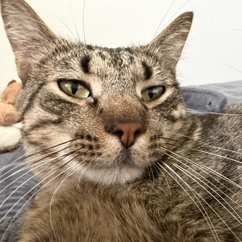 Merlin the cat