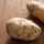 potato 