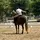 J.F_Eventing