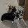 Corgi Mom of 3