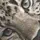 🐆_•*:M