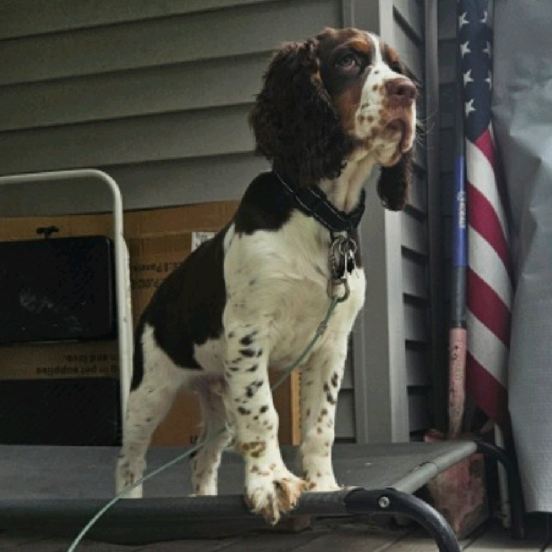 Service Springer 