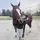 River equestrian 