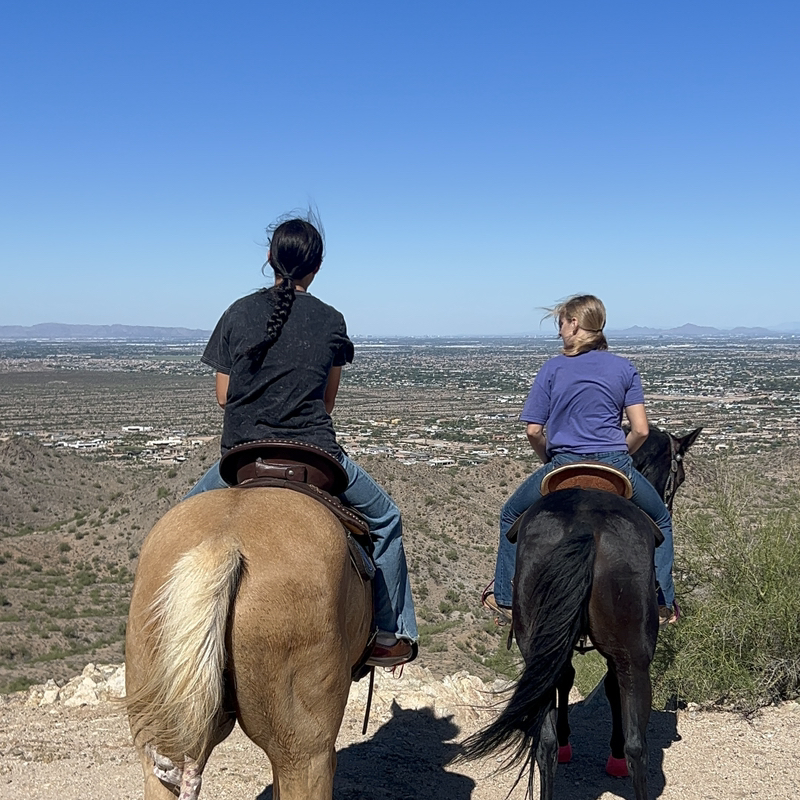 kyn_horses