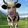 marleysthegoat