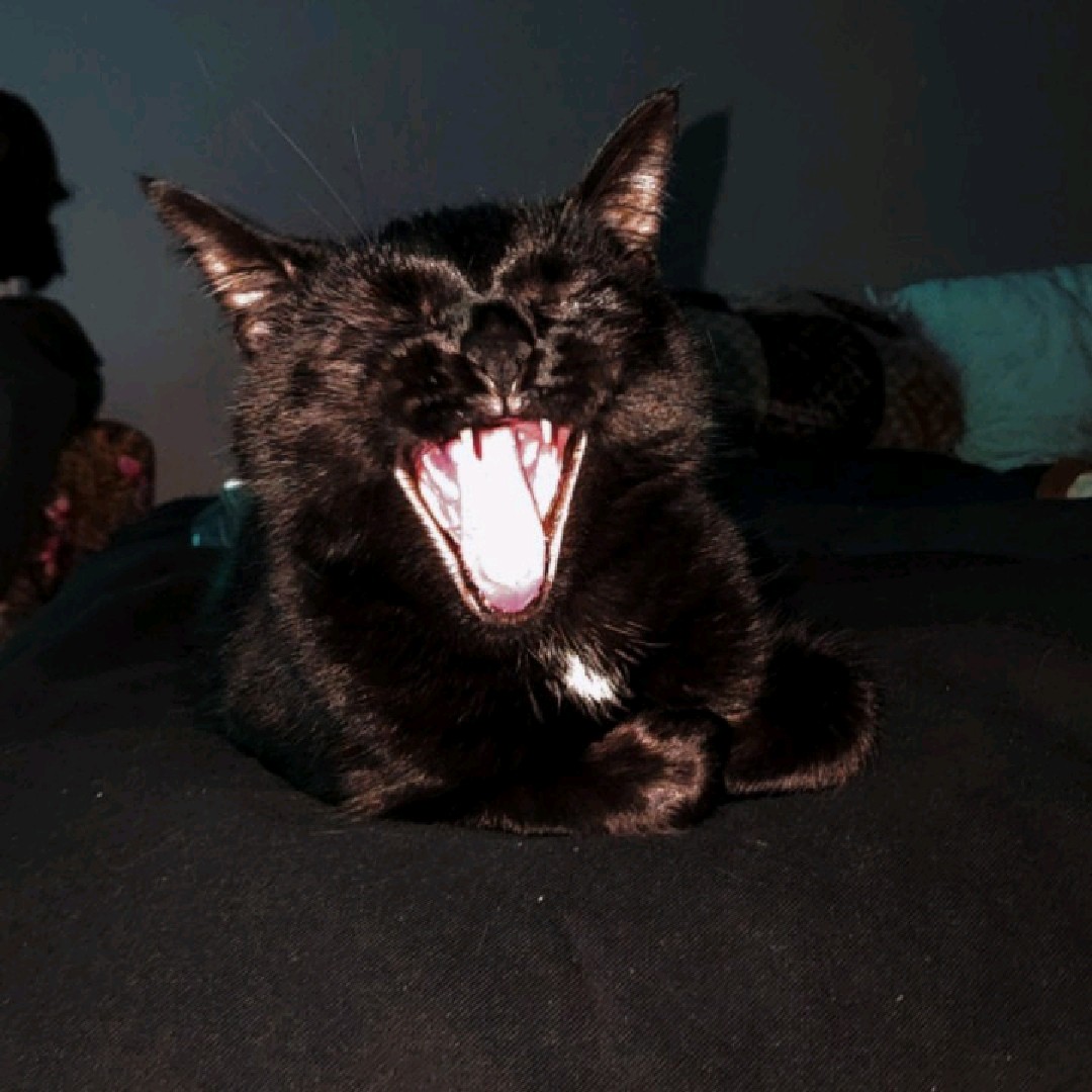 DINGUSEDGARD 