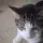 cat editor