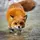 Foxycat!