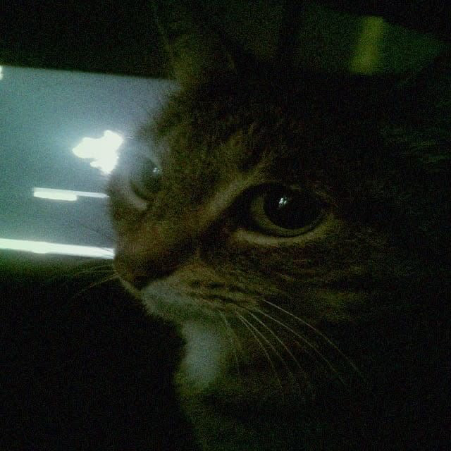 schizocat 🐾