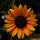 00dawnmarie