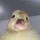 •>o< average-duck>o<
