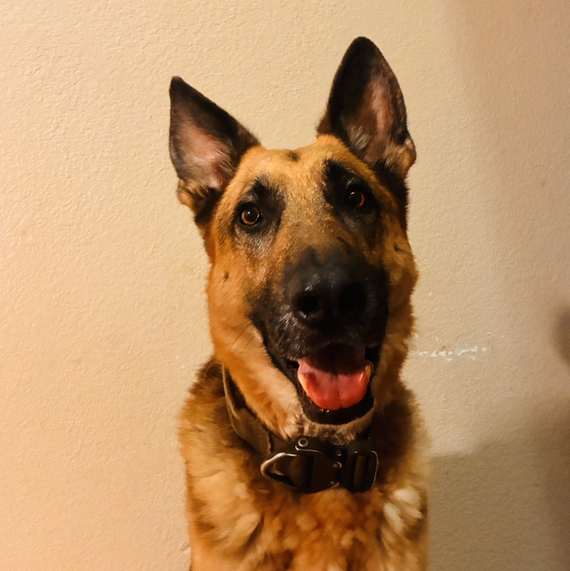 German Shepherd Girl