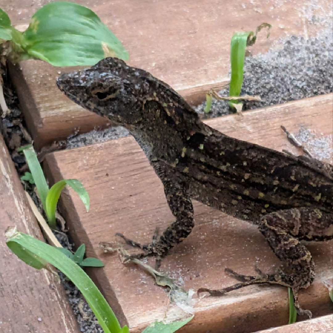 Lizardlove