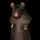 Rat