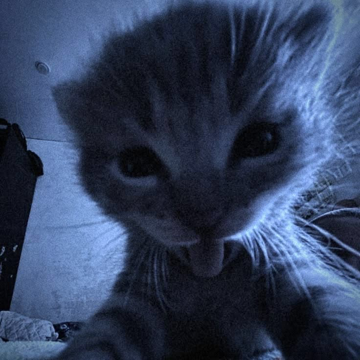 Ash