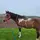  I love horses 💝