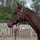 Autisticequine 