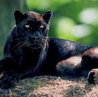 ShadowMoon_kitty🐈‍⬛✨