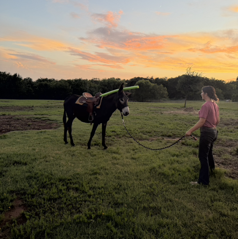 ellie+her_donkeys