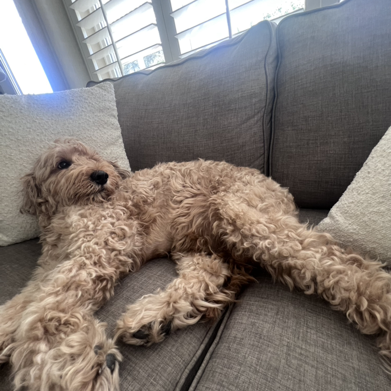 Cooper 😴