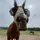 A&R_barrelracing