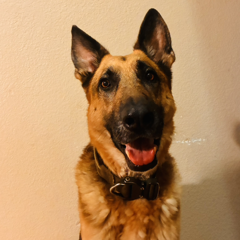 German Shepherd Girl
