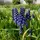#GrapeHyacinth:)