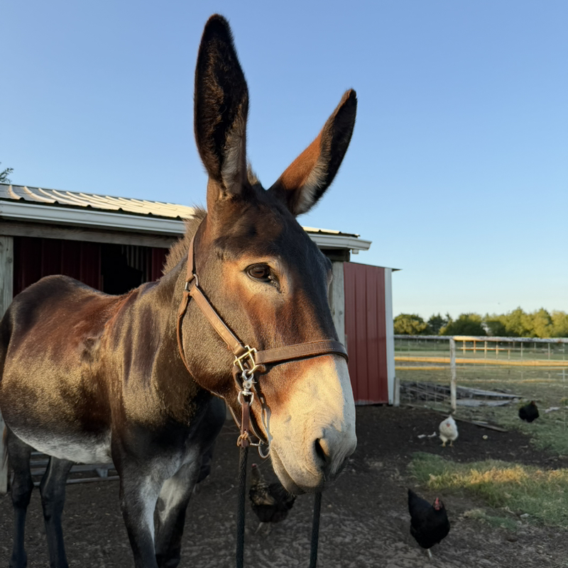 ✨ellie+her_donkeys✨