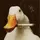 ImOnQuack