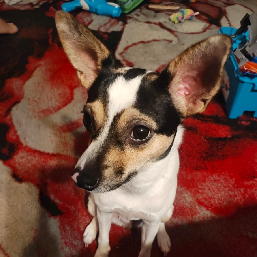 tinypawsbigattitude