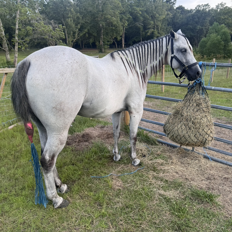 🇺🇸IWuvMyHorsies🇺🇸on